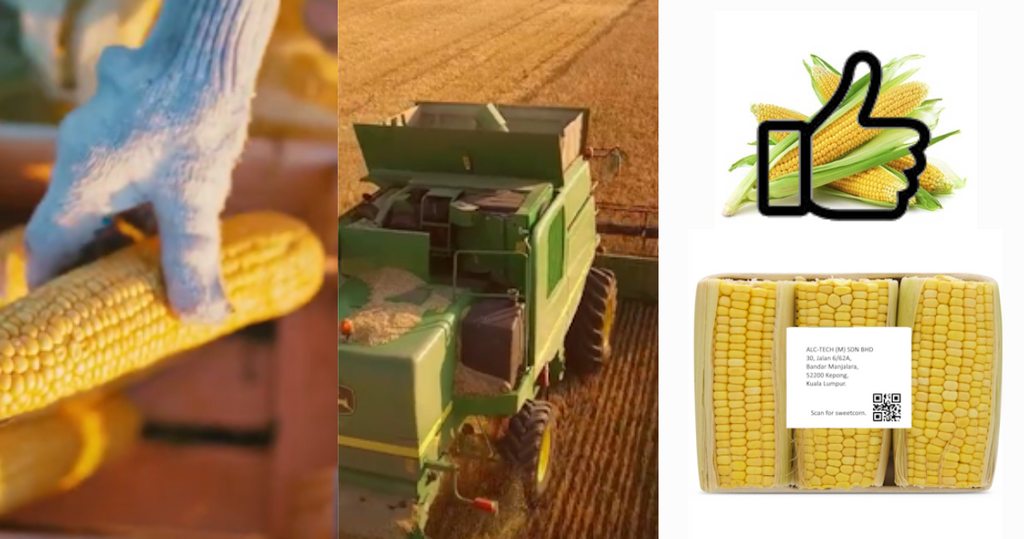Transforming Sweetcorn Farming with One Object, One Identity